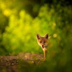 Red fox cub , Vulpes Vulpes